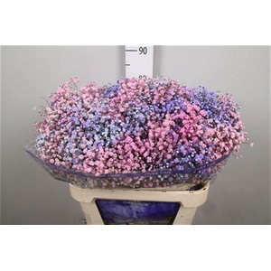 Gyps Rb Light Pink Light Purple