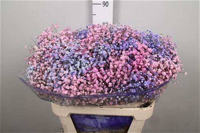 <h4>Gyps Rb Light Pink Light Purple</h4>