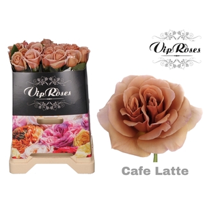 R GR CAFE LATTE