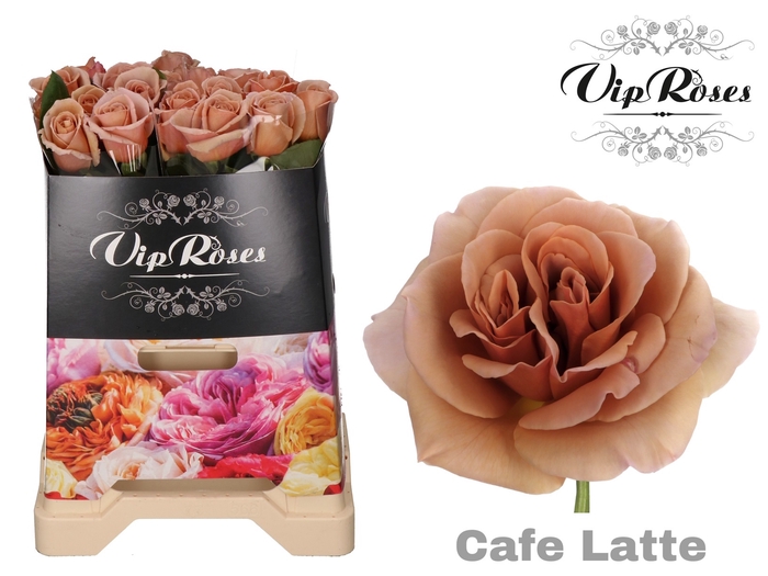 R GR CAFE LATTE