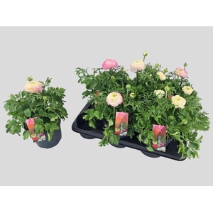 RANUN VORTEX HOT PIN