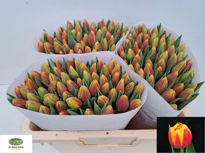 <h4>TU DU JAMALA</h4>