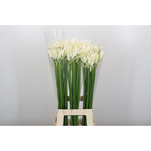 Nerine Lilac