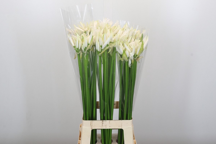 <h4>Nerine Lilac</h4>