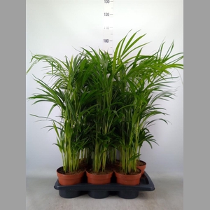 Dypsis lutescens   ...Chrysalidoca