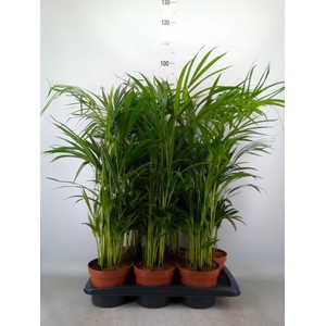 Dypsis lutescens   ...Chrysalidoca