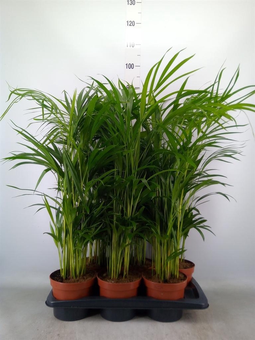 <h4>Dypsis lutescens   ...Chrysalidoca</h4>