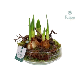 Green Bottle Iris Medium met Narcissus