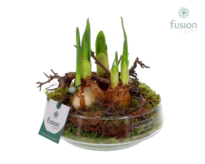 <h4>Green Bottle Iris Medium met Narcissus</h4>