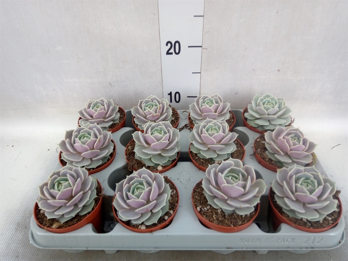 <h4>Echeveria   ...</h4>