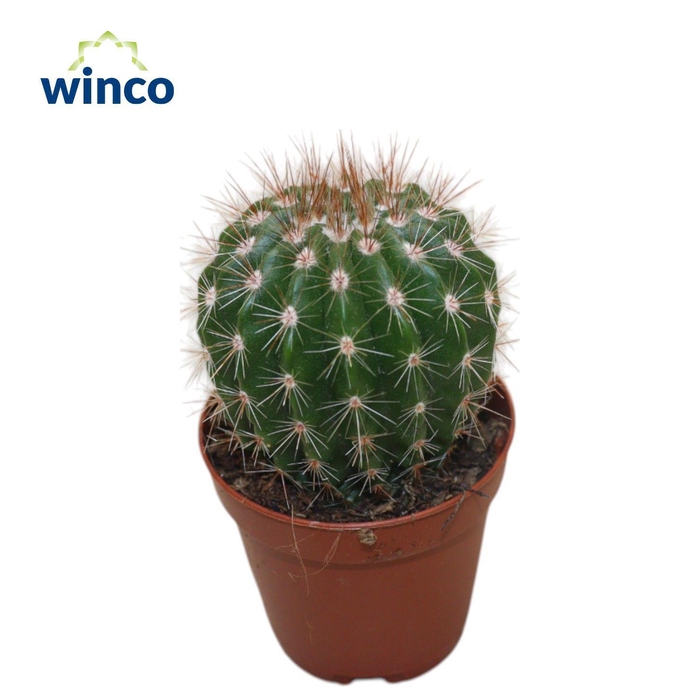 <h4>Notocactus Ottonsis</h4>