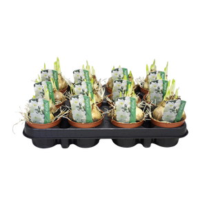 Bol op pot Narcis wit