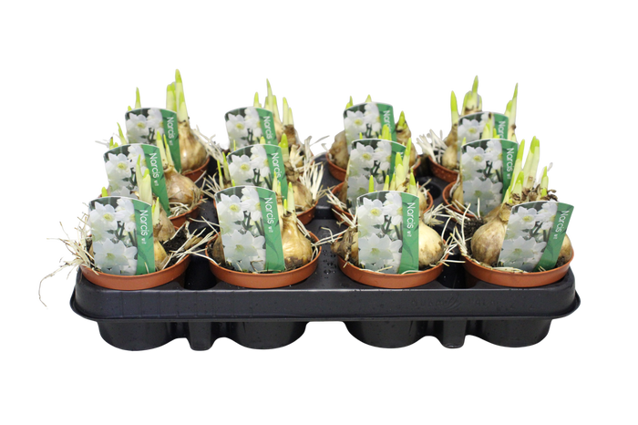 <h4>Bol op pot Narcis wit</h4>
