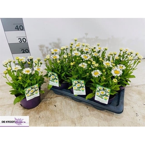 Leucanthemum maximum Lacrosse 17Ø 30cm