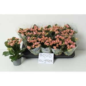 KAL GE PERFECTA PINK