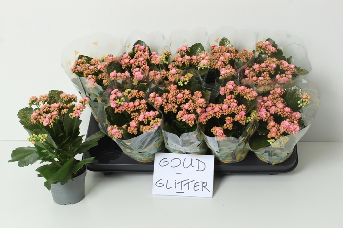 <h4>KAL GE PERFECTA PINK</h4>