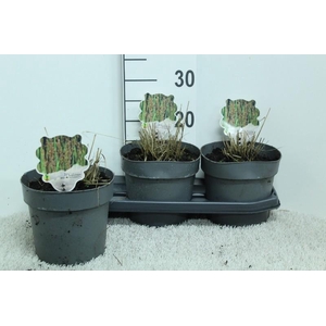 Molinia Caerulea Edith Dudszus