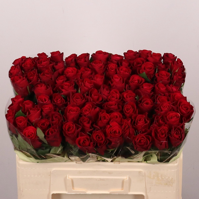 <h4>R GR RED TACAZZI+</h4>