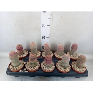 Cactus   ...