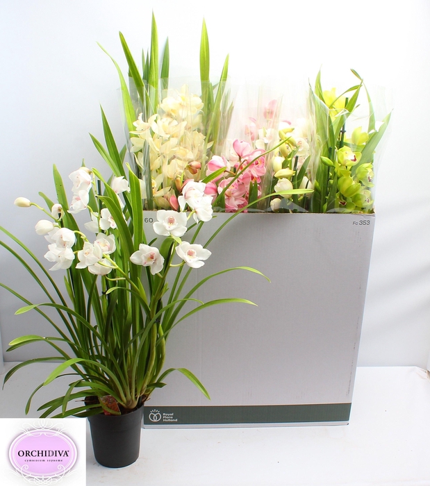 <h4>CYMB GEMENGD</h4>