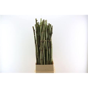 POLYGONUM STOKKEN 120CM
