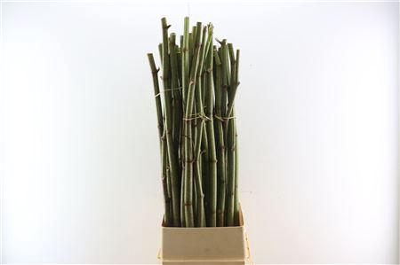 <h4>POLYGONUM STOKKEN 120CM</h4>