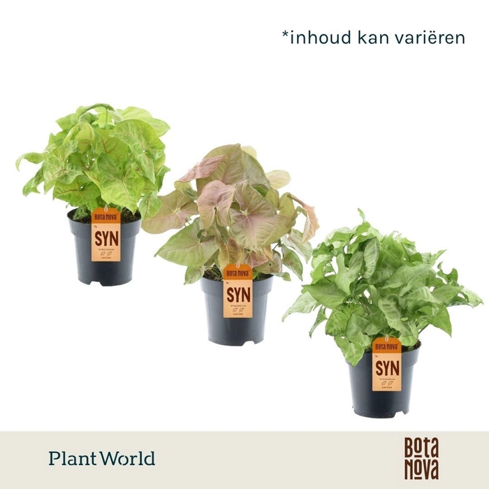 <h4>Syngonium Mix</h4>