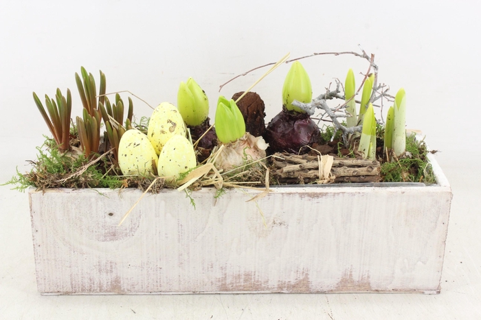 <h4>arr4 Bollenmix VL - White kist 285/3</h4>