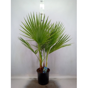 Washingtonia filifera