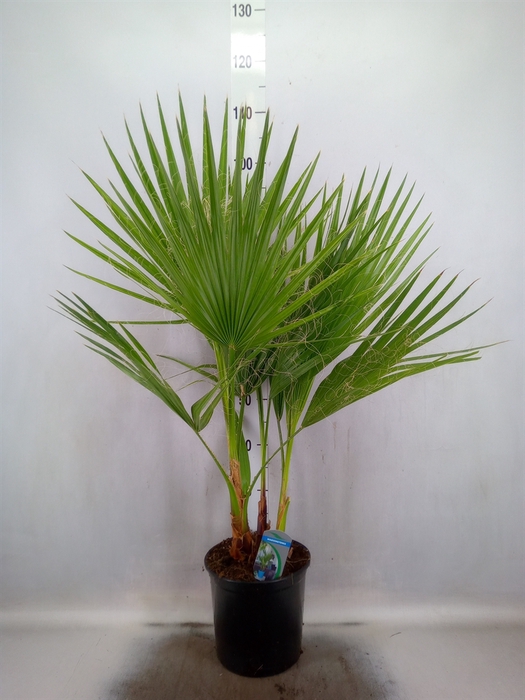 <h4>Washingtonia filifera</h4>