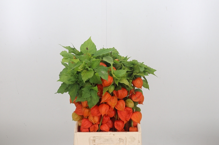 <h4>Physalis Overig</h4>