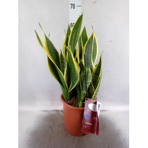 Sansevieria trifa. 'Laurentii'