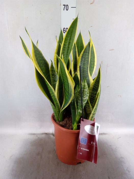 <h4>Sansevieria trifa. 'Laurentii'</h4>