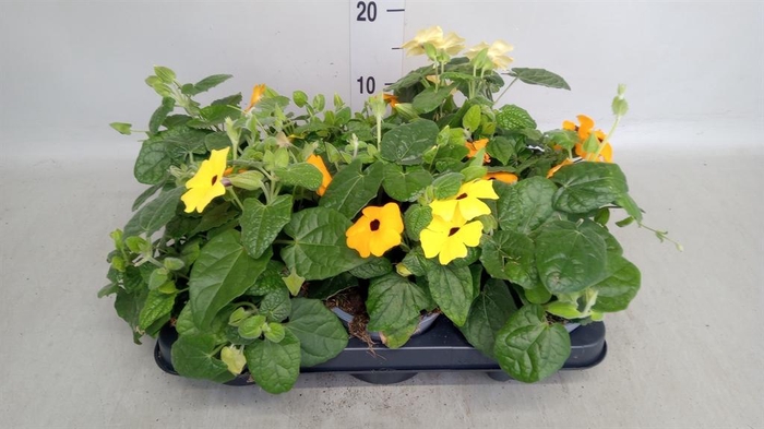 <h4>Thunbergia alata</h4>