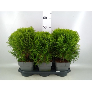Thuja occid. 'Danica'