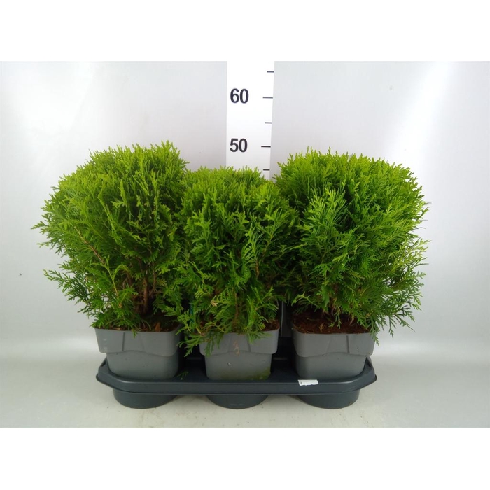 <h4>Thuja occid. 'Danica'</h4>