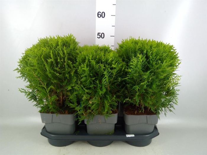 <h4>Thuja occid. 'Danica'</h4>