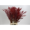 Bromelia Red Paloma