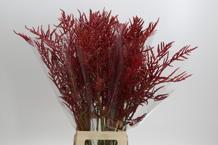 <h4>Bromelia Red Paloma</h4>