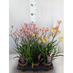 Anigozanthos   ...mix