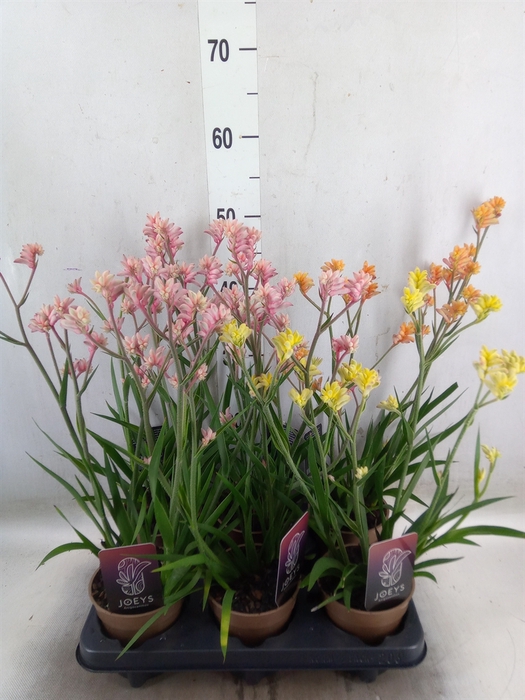 <h4>Anigozanthos   ...mix</h4>