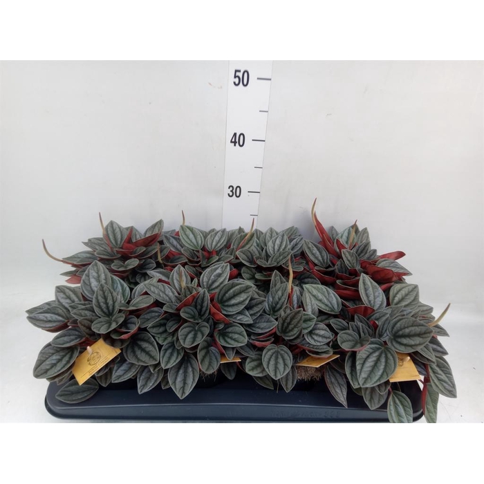 <h4>Peperomia caperata 'Santorini'</h4>