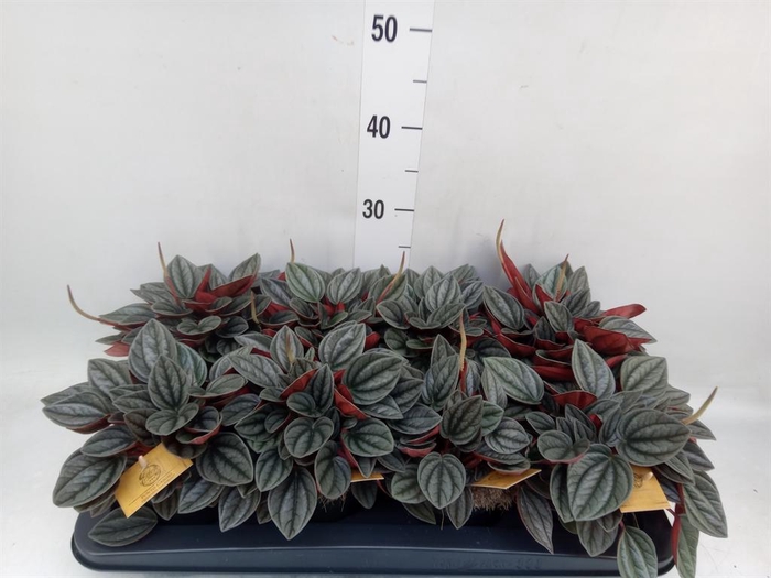 Peperomia caperata 'Santorini'