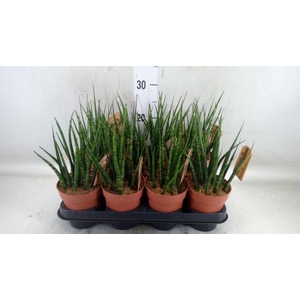 Sansevieria  'Fernwood'