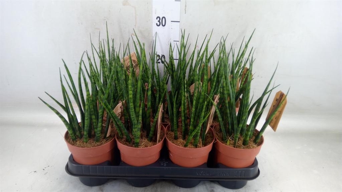 <h4>Sansevieria  'Fernwood'</h4>