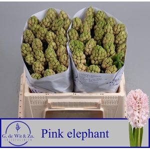 HYAC PINK ELEPHANT