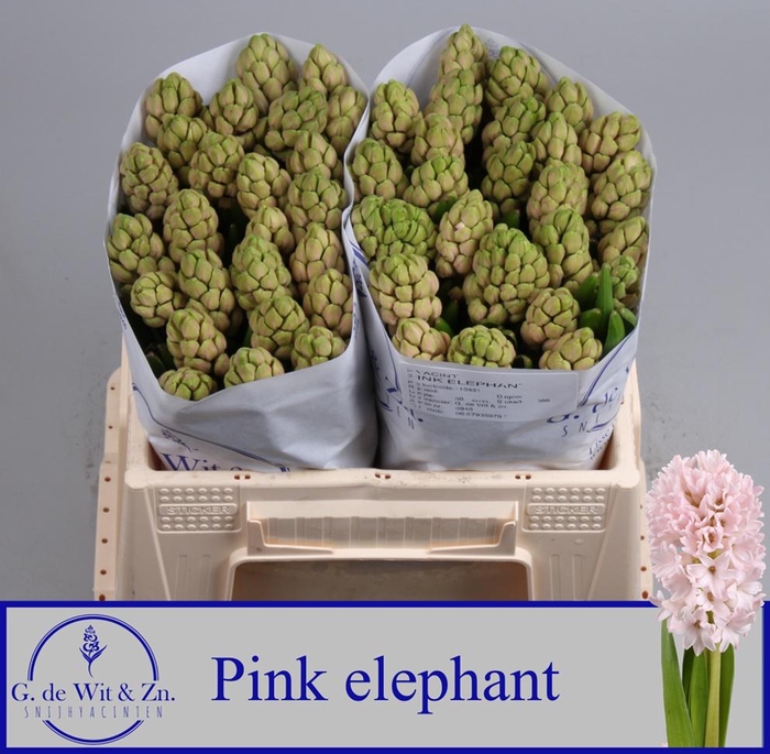 <h4>HYAC PINK ELEPHANT</h4>