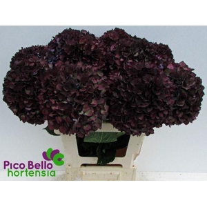 Hydrangea mag ruby red classic purple