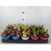 Hyacinthus orie.   ...mix 3