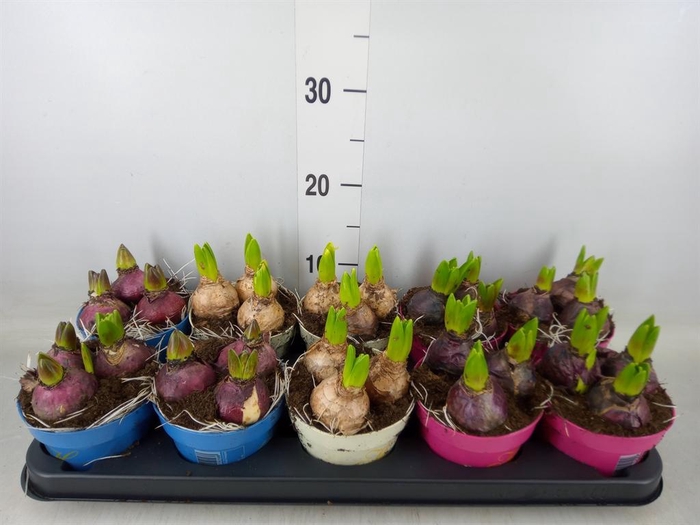 Hyacinthus orie.   ...mix 3